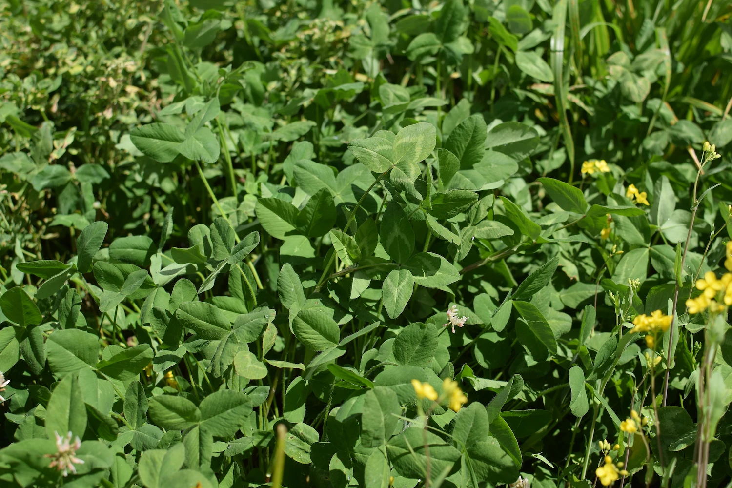 Trébol Rojo Americano