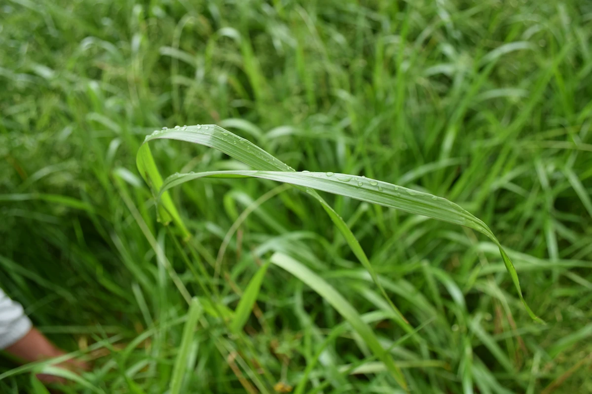 Rye Grass Híbrido Bestford