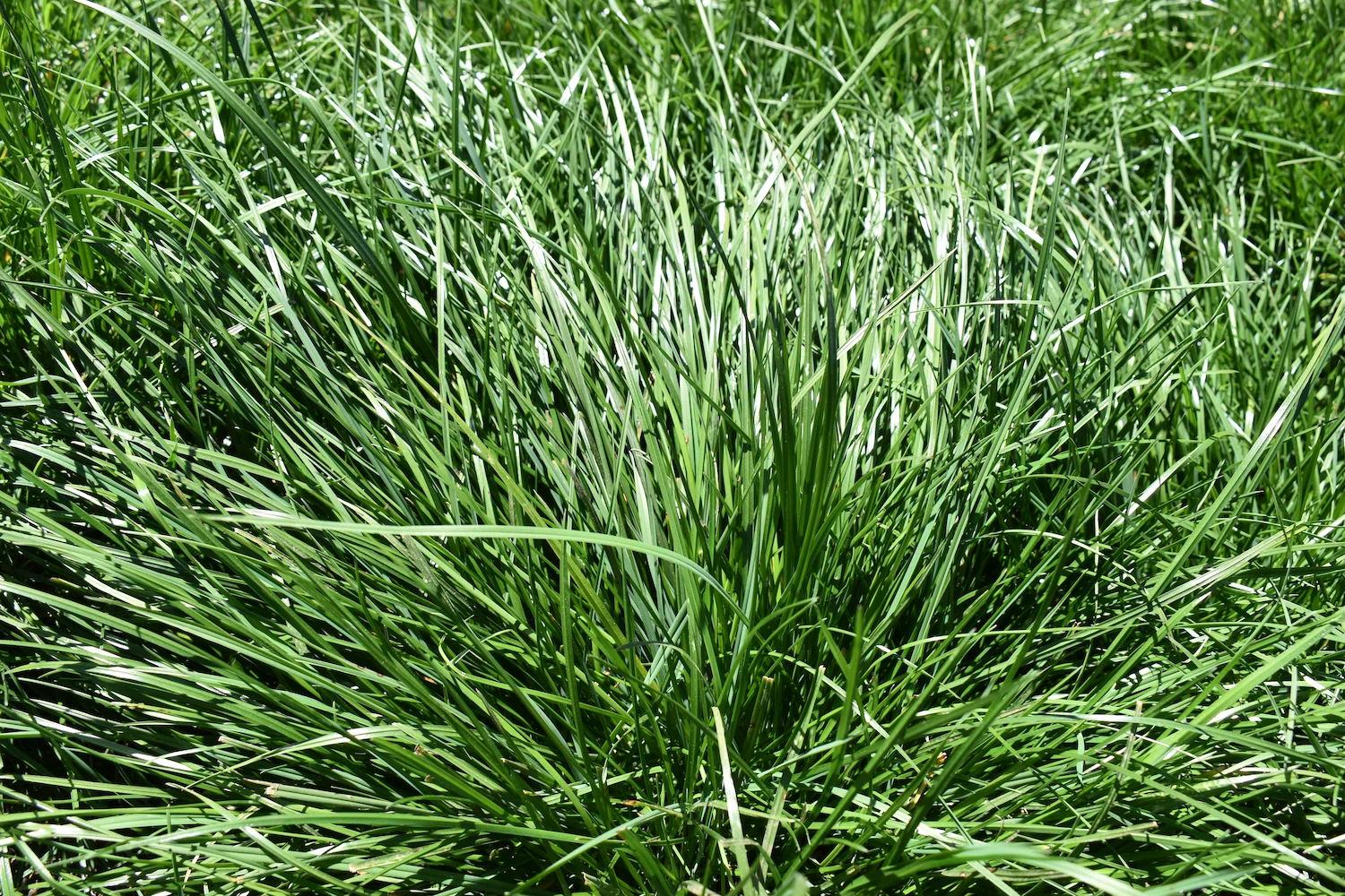 Festulolium: Una herramienta frente al cambio climático