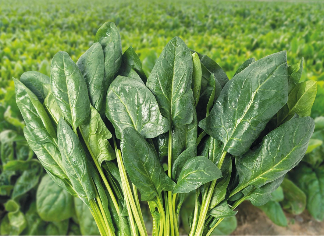 Espinaca Flamingo F1