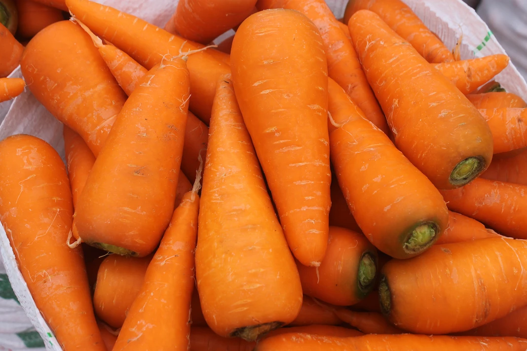 Zanahoria Katsumi F1