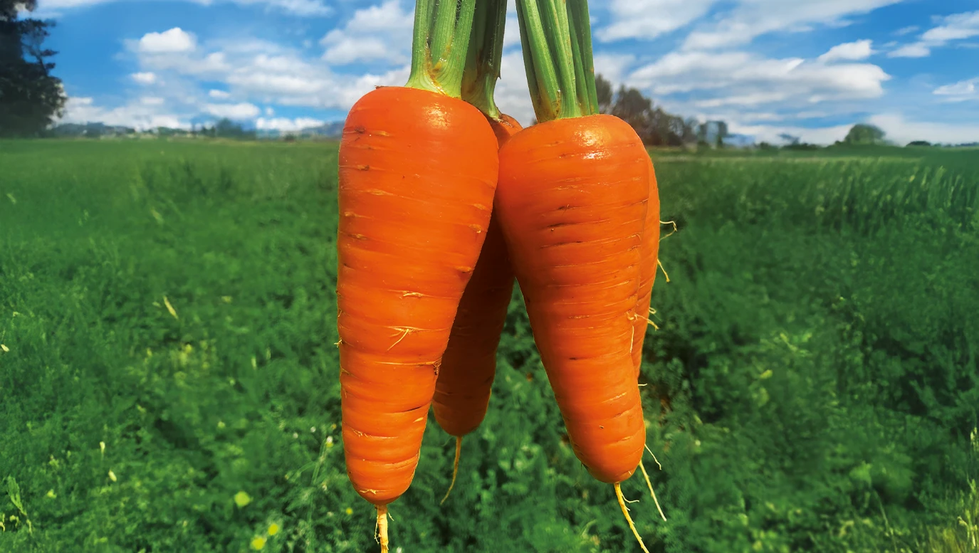 Zanahoria Katsumi F1
