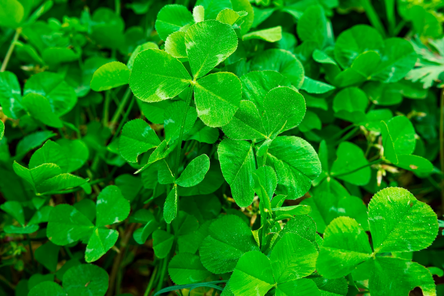 Trébol Blanco Ladino